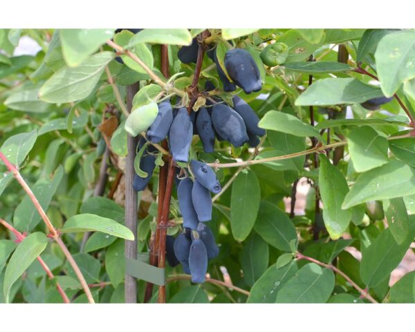 Söödav kuslapuu 'Vostorg' P19 50cm Eestis kasvatatud