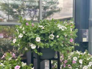 Kaireti petuunia (surfiinia) ampel P40 XXL Eestis kasvatatud