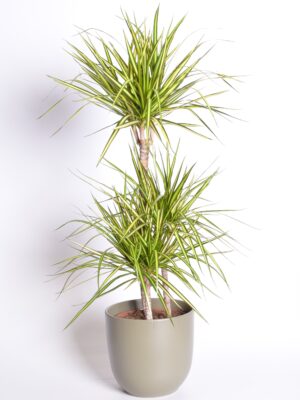 Ääris-draakonipuu ‘Sunray’ P24 80cm 3 tüve