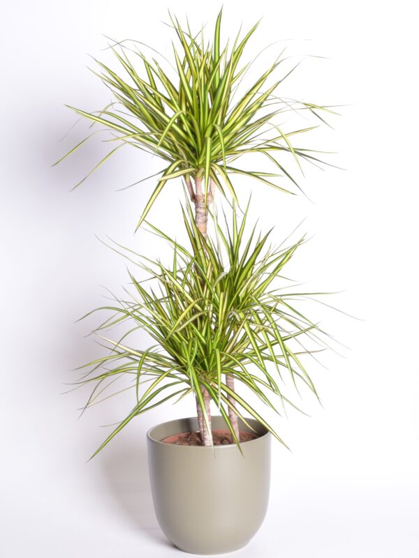 Ääris-draakonipuu 'Sunray' P24 80cm 3 tüve