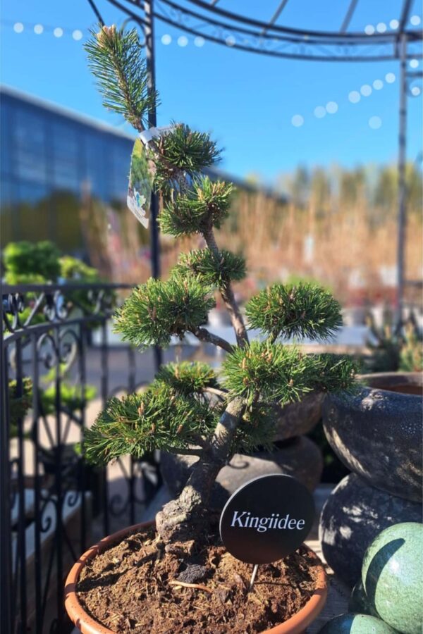 Mägimänd 'Gnom' P40 70-90cm bonsai