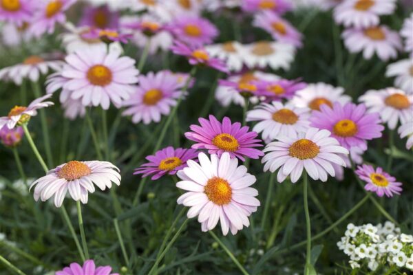 Põõsas-hõbekakar P12 erinevad