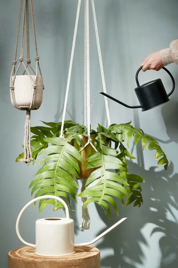 Kastekann Ancho 1,2L, 36x14x h18cm valge