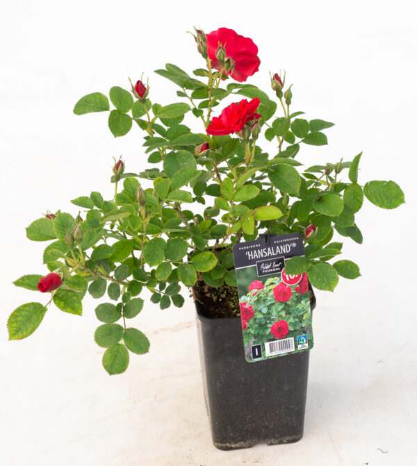 Pargiroos 'Hansaland'® P21 Eestis kasvatatud