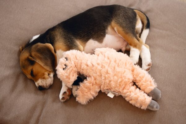 Mänguasi koerale flamingo 30cm