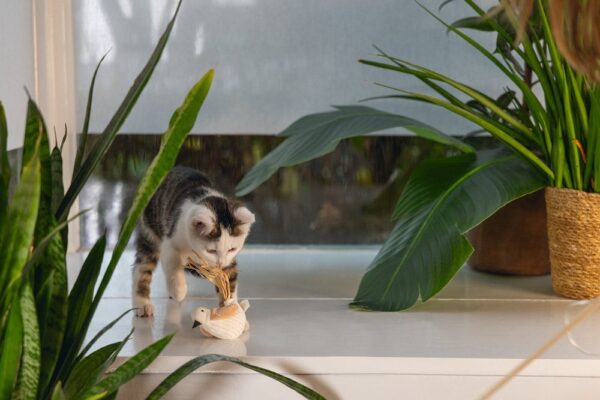 Mänguasi kassile Eco lind