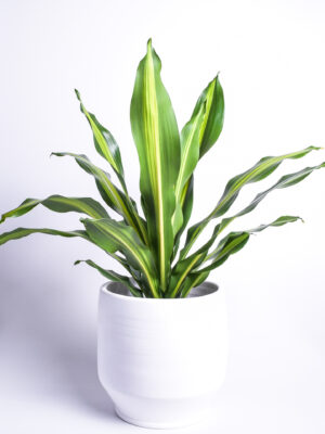 Lõhnav draakonipuu ‘Burley’ P24 50cm