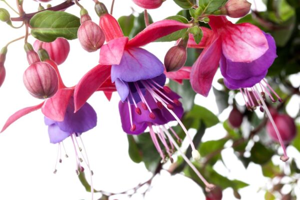 Fuksia P10,5 erinevad