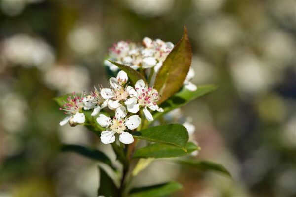 Aedaroonia 'Valkira' P19 80cm Eestis kasvatatud