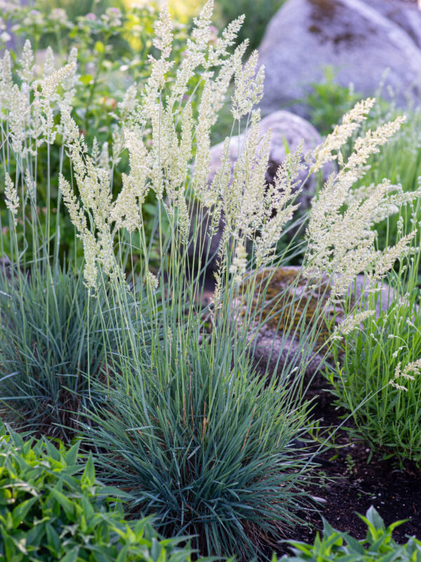 Vesihaljas haguhein P17 Eestis kasvatatud