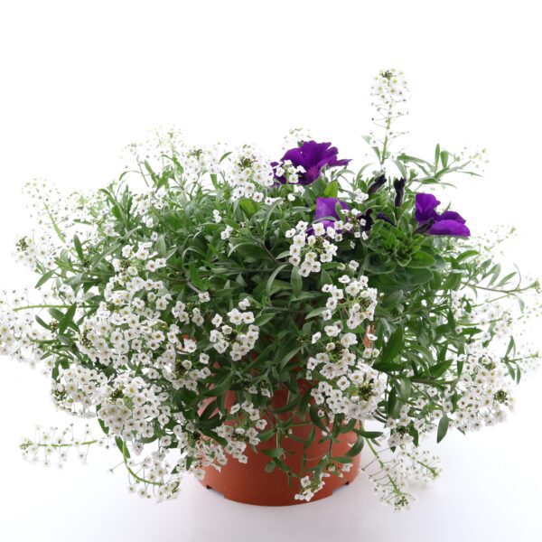 Suvelillesegu terrassipotis Eestis kasvatatud