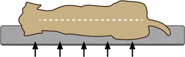 Pesa Veo ortopeediline pruun 120x80cm