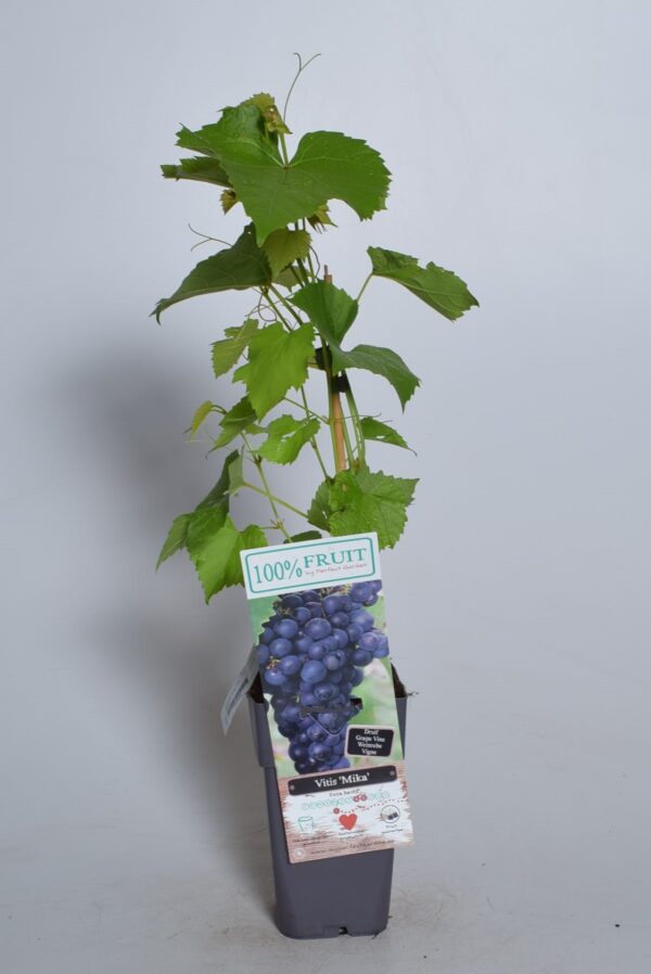 Viinapuu 'Mika' P15 50cm