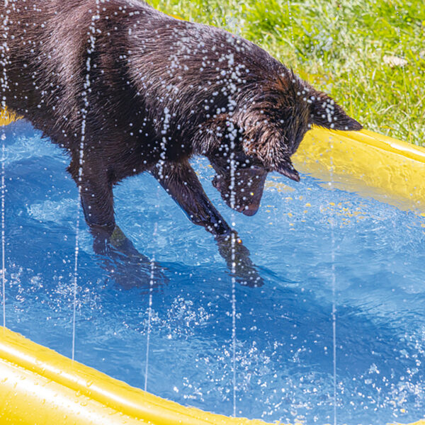 Bassein koerale 163x100x h47cm