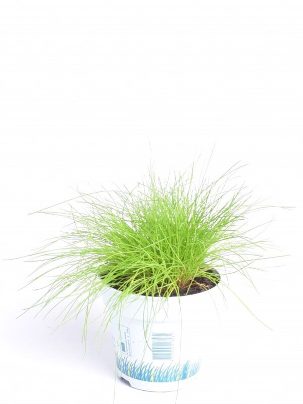 Võnk-kastevars 'Amilime' P10,5