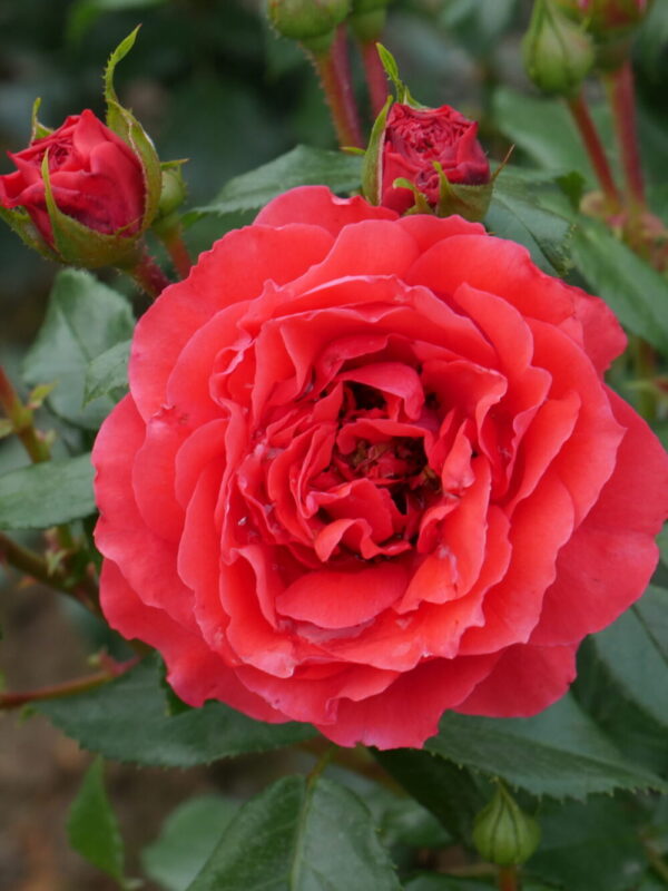 Peenraroos 'Cherry Girl' P21 Eestis kasvatatud