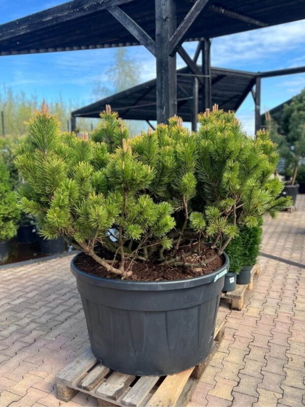Mägimänd 'Schweizer Tourist' P110 140-160cm bonsai