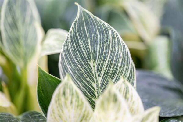 Filodendron 'Birkin White Wave' P17