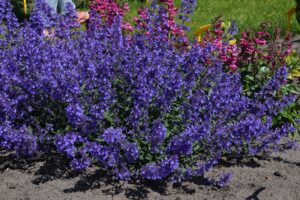 Faasseni naistenõges ‘Junior Walker’ P17 Eestis kasvatatud