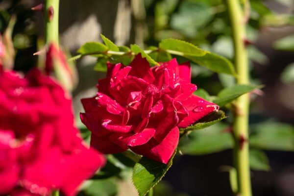 Floribundroos P21 erinevad värvid