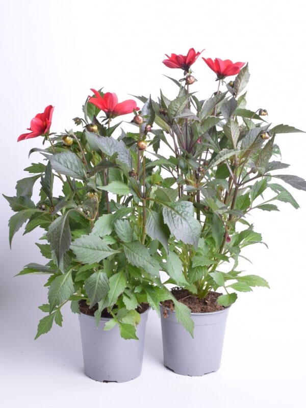 Suvidaalia XXL erinevad P15/P17 Eestis kasvatatud