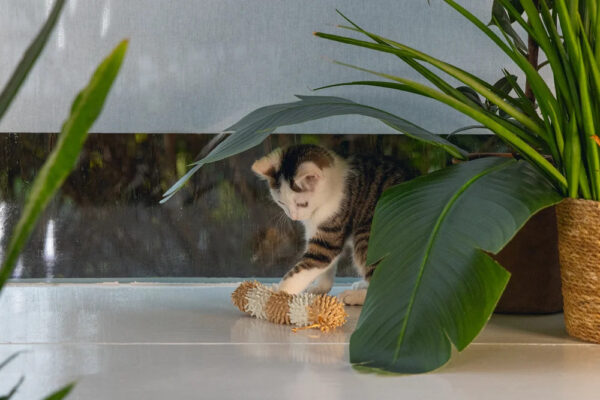 Mänguasi kassile Eco röövik