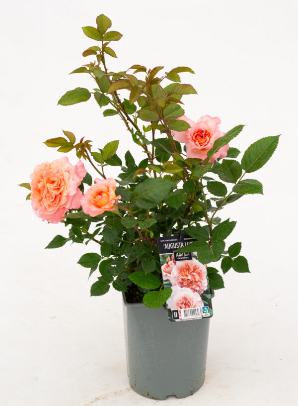 Uus-antiikroos 'Augusta Luise' P21 Eestis kasvatatud