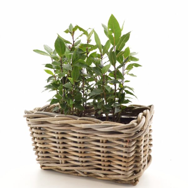 Harilik loorberipuu P9