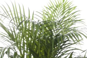 Kollakas kuldviljakpalm (pisipalm) P17 40-50cm