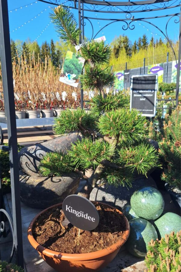 Mägimänd 'Gnom' P40 70-90cm bonsai