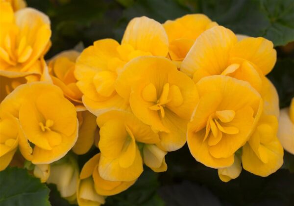 Roosbegoonia P9 erinevad