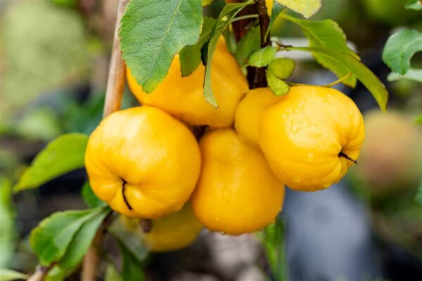 Jaapani ebaküdoonia 'Cido' P16 50cm Eestis kasvatatud