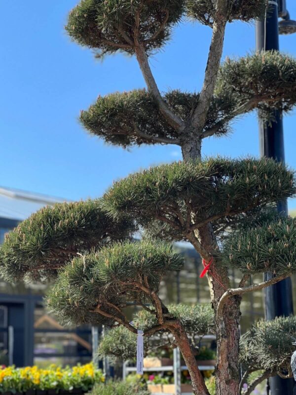 Harilik mänd P110 250-300 bonsai