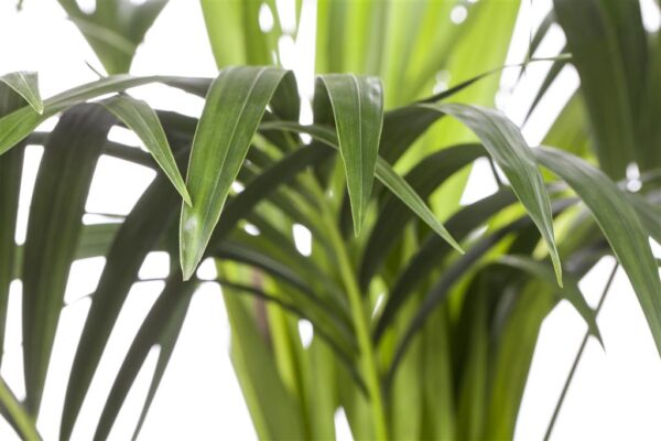 Forsteri kentiapalm P27 130cm