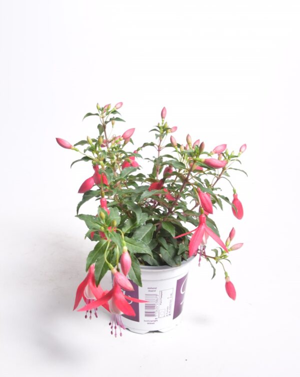 Fuksia P10,5 erinevad