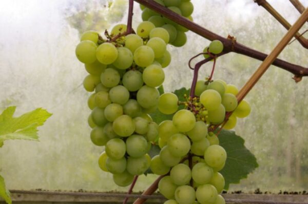 Viinapuu 'Jubilei Novgoroda' P15