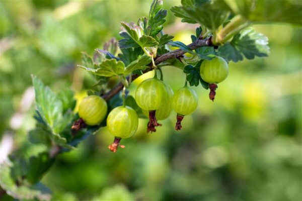 Karusmari 'Mucurines' P17 40-60cm Eestis kasvatatud