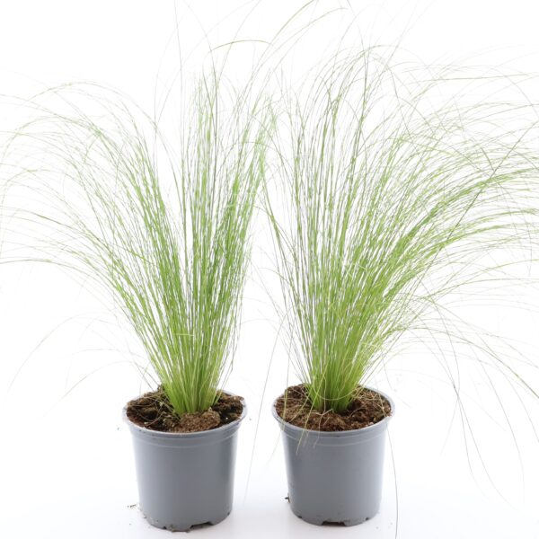 Jõhv-stepirohi P10,5 Eestis kasvatatud