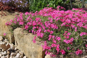 Nõeljalehine leeklill ‘Scarlet Flame’ P12 Eestis kasvatatud