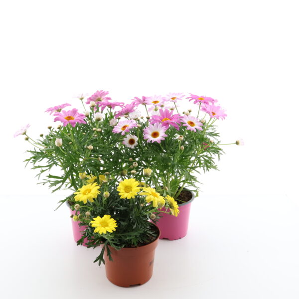 Põõsas-hõbekakar P10,5 erinevad