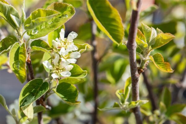 Lepalehine toompihlakas 'Northline' P16 50cm Eestis kasvatatud