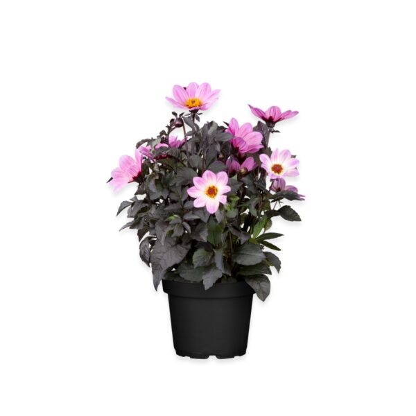 Suvidaalia P17 erinevad