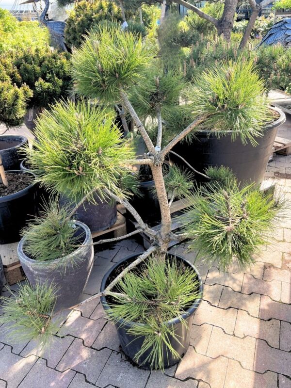 Austria mänd P40 100-110cm