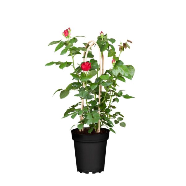 Floribundroos P21 erinevad värvid