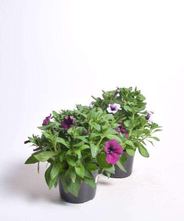 Petuunia P12 erinevad