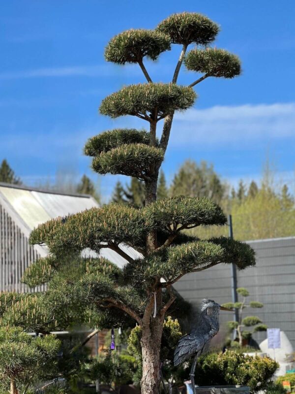 Harilik mänd P110 250-300 bonsai