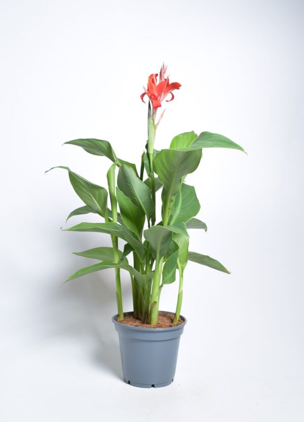 Aedkanna P17 erinevad