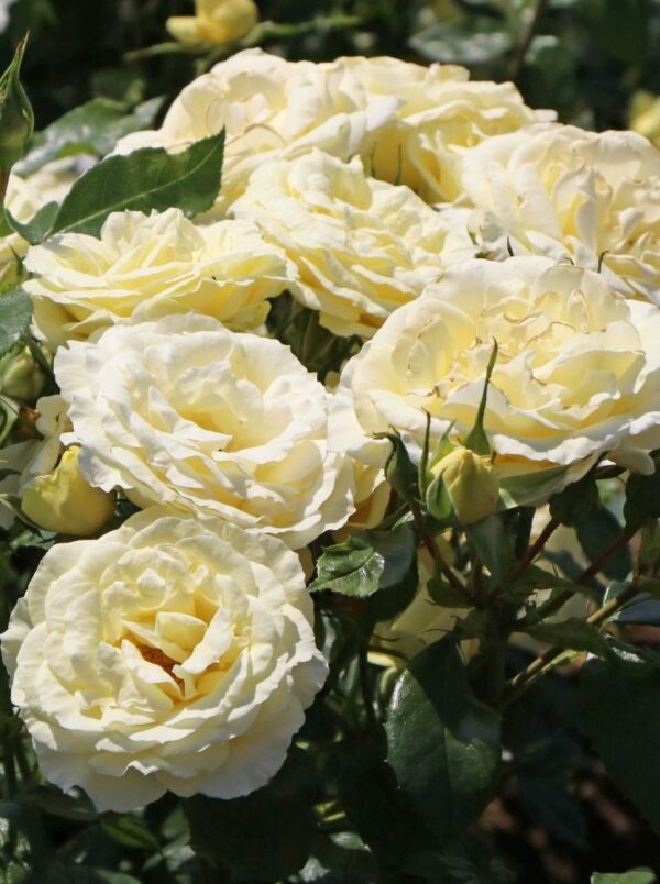 Põõsasroos 'Limona' P17 50cm