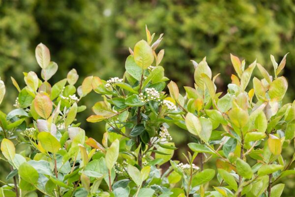 Aedaroonia 'Tshernookaja' P19 80-90cm Eestis kasvatatud