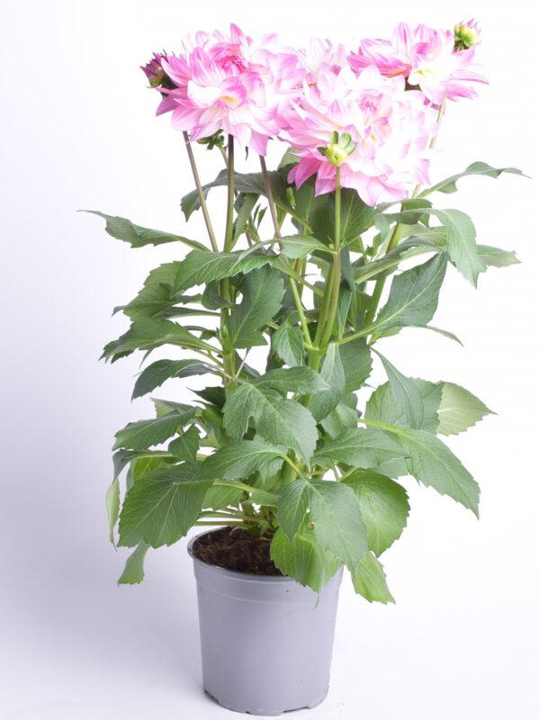 Suvidaalia XXL erinevad P15/P17 Eestis kasvatatud